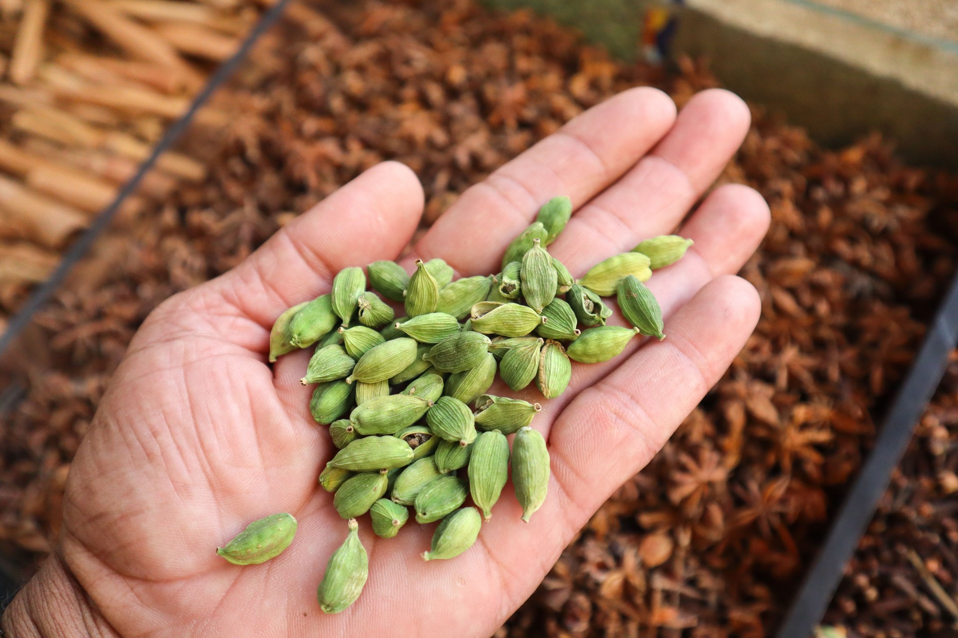 A Close up picture of raw Cardamom spice on a hand used as an important ingredient in Garam masala and Bengali Sweets in India.