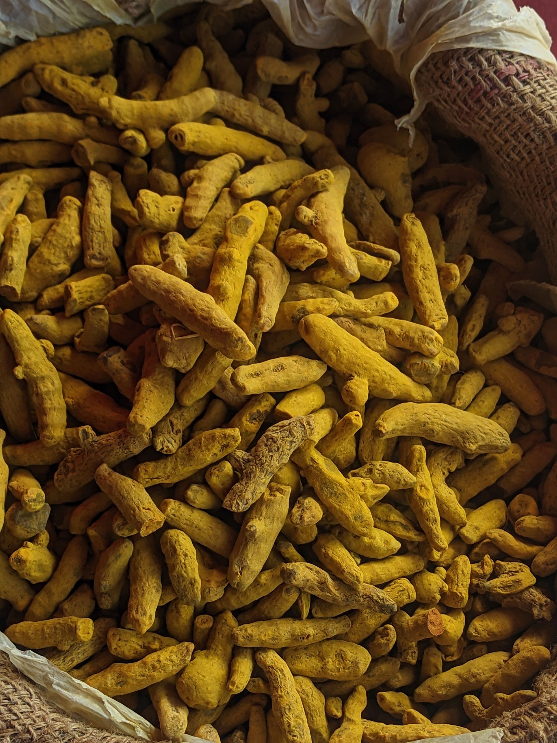 "Heap of Dried Turmeric Roots – Traditional Indian Spice in Sack"